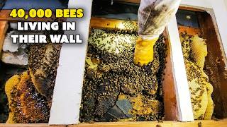 Nightmare Scenario! 80% of the Beehive was HIDDEN!