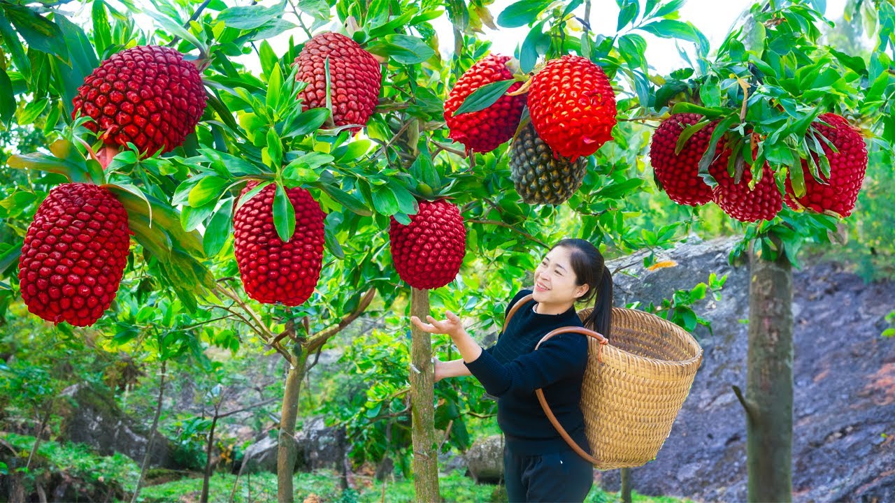Harvest Red Wild Pineapple Goes To Market Sell | Gardening And Cooking ...