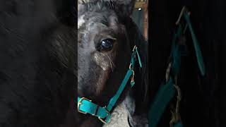 Everyday is a learning day for young horse Atlas 🤩 #horse