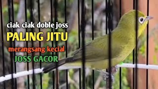 CIAK CIAK DOBLE JOSS || PALING JITU MERANGSANG KECIAL KUNING JOSS GACOR|| @zgkicaulombok6363