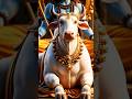 nandi mahadev ka bada bhakt #explore #shorts #youtubeshorts #sanatanshivbhakti