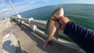 Great day at the Skyway Bridge by Machete Fishing 6,201 views 1 year ago 19 minutes