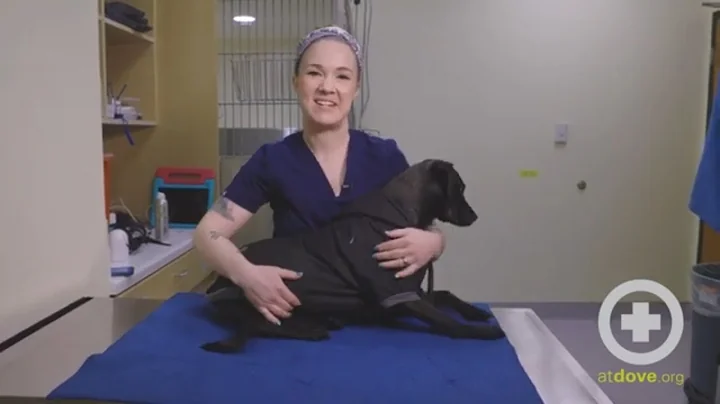 The Effects of Skunk Spray on Dogs