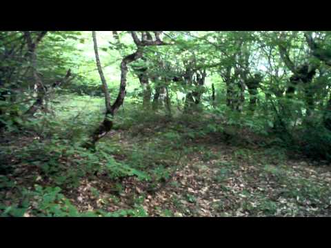 რაჭა გორიმოს ტყე  ...   Georgia  - Racha   ( Gorimo forest )