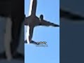 Plane Crash Mystery Double Bird Strike Black Box Failure  #jejuairlines