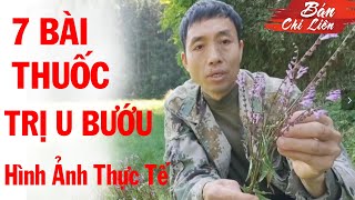 Cây Bán Chi Liên Và 7 Bài Th,uốc Trị U,ng T,hư Từ bán chi liên Thực Tế cây screenshot 4