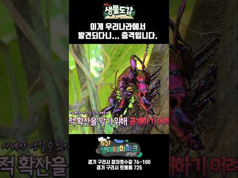 이게 우리나라에서 발견되나니...충격입니다
