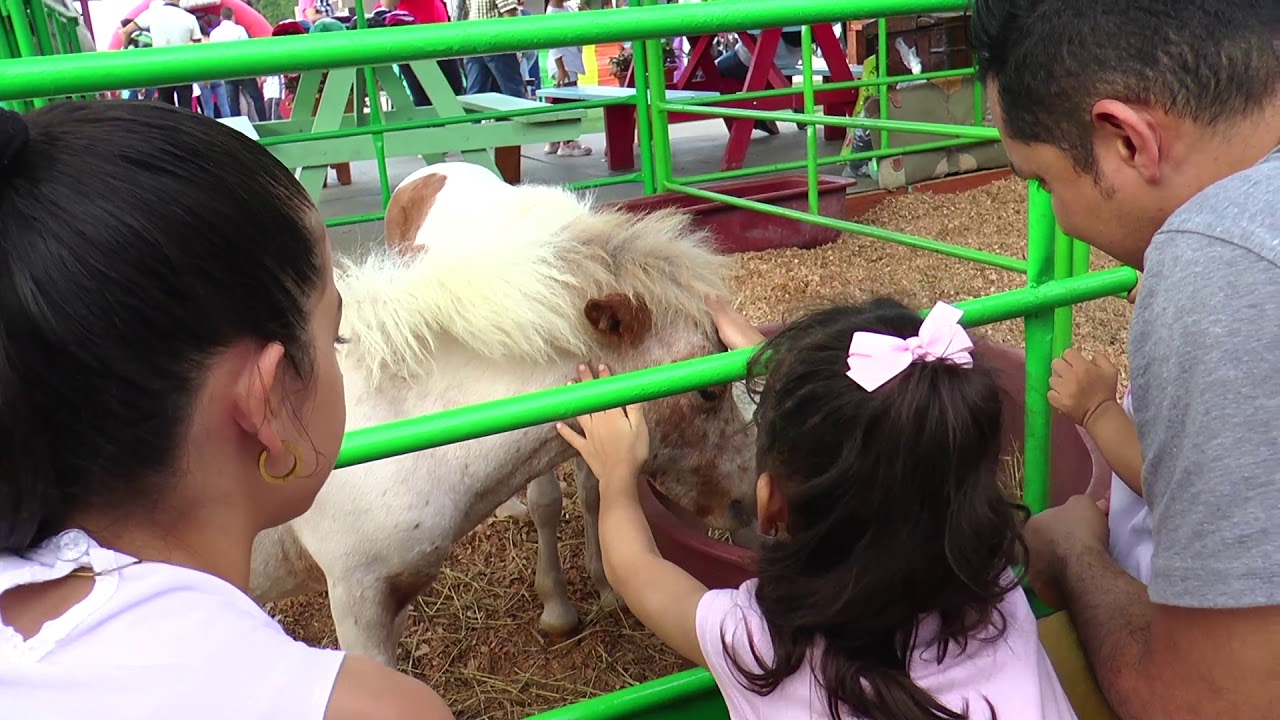 Pony Parque Mesa de los Santos - Santander