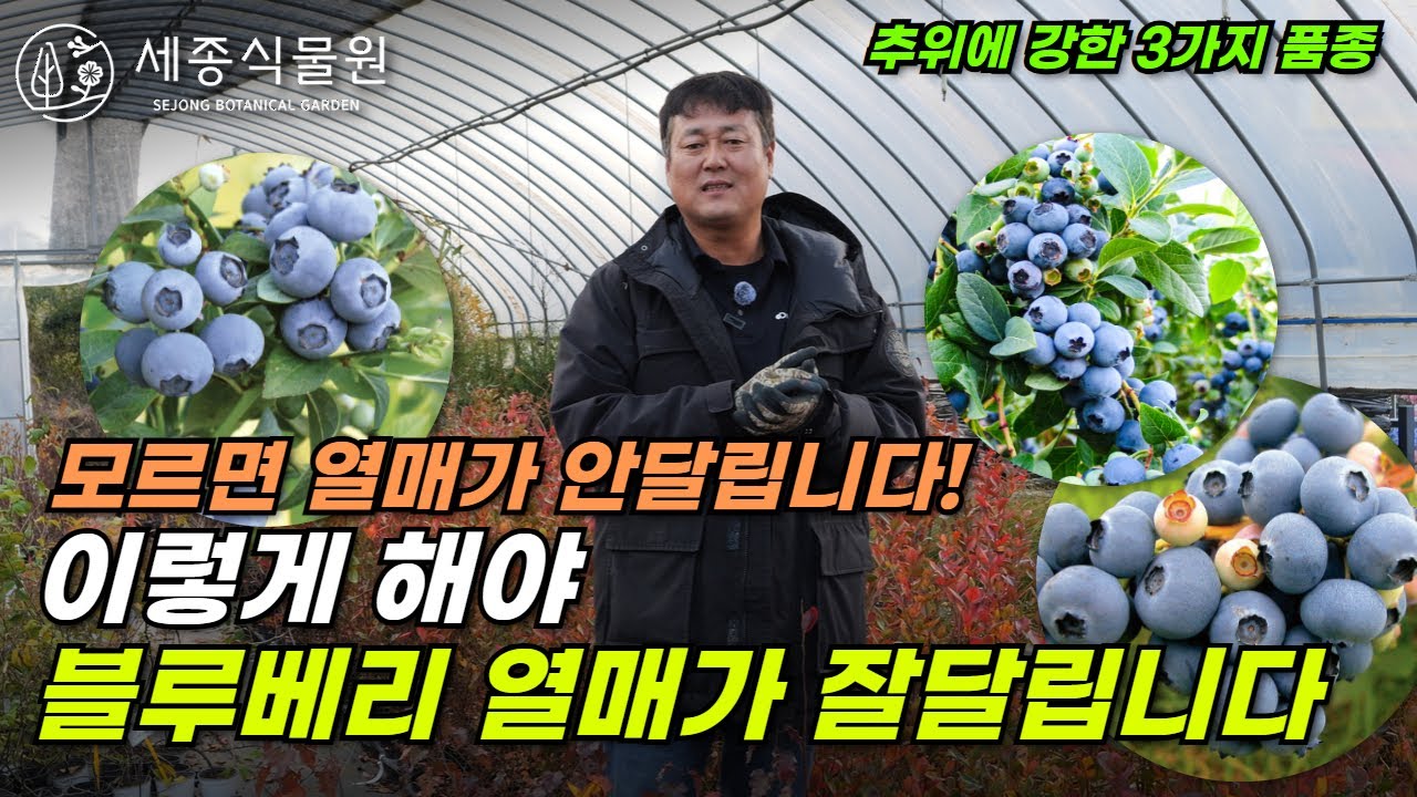 블루베리 키우는 방법, 이렇게 해야 열매가 잘달립니다.#블루베리 #유실수 #묘목