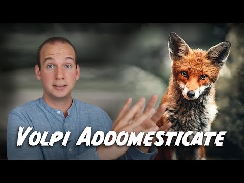 Video: Le volpi addomesticate scompaiono?