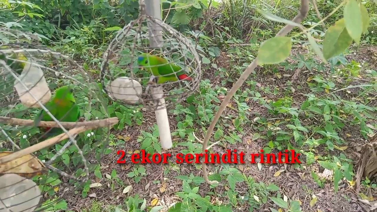 Hasil memikat burung serindit jumat pagi. 