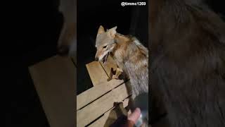 Convincing a Coyote to be Brushed || ViralHog