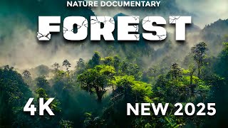 Forest 4K Documentary • Beautiful Nature with Calming Narration and Relaxing Music