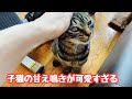 甘え鳴きが可愛すぎる子猫　モフモフベッドでオッパイ飲みます❤︎