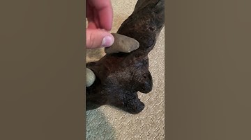 How To get Driftwood to Sink in an Aquarium