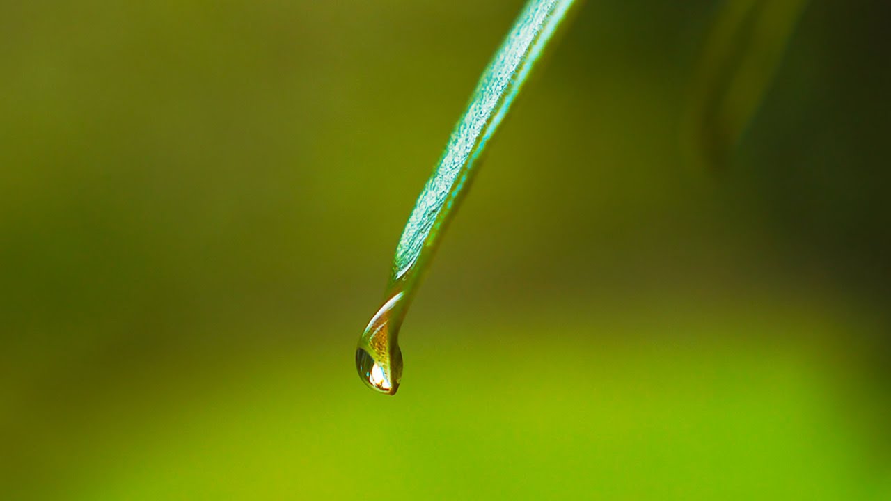 Corals Under the Sun by Sivan Talmor ft. Yehezkel Raz