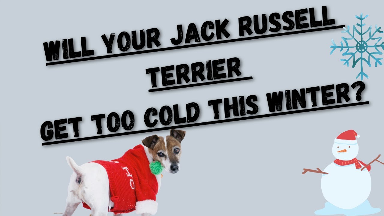 Do Jack Russell Terriers Get Cold? + What To Do! YouTube