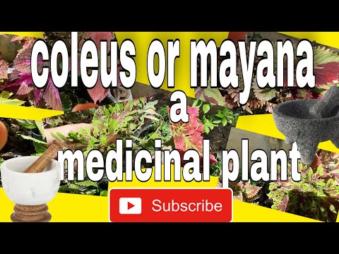 COLEUS OR MAYANA; A MEDICINAL PLANT.