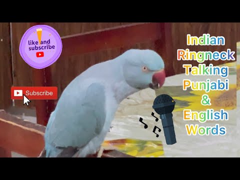 essay on parrot in punjabi