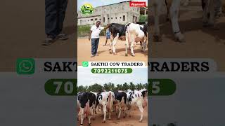 20 லிட்டர்க்கு குறையாமல் கறக்கும் மாடுகள்