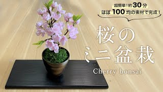 100ショップの桜の枝で作る「桜の盆栽」