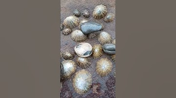 Fossilised shells mixed with common living limpet shells! 🌊🐚⚒️ #shorts #fossils #shell #sealife