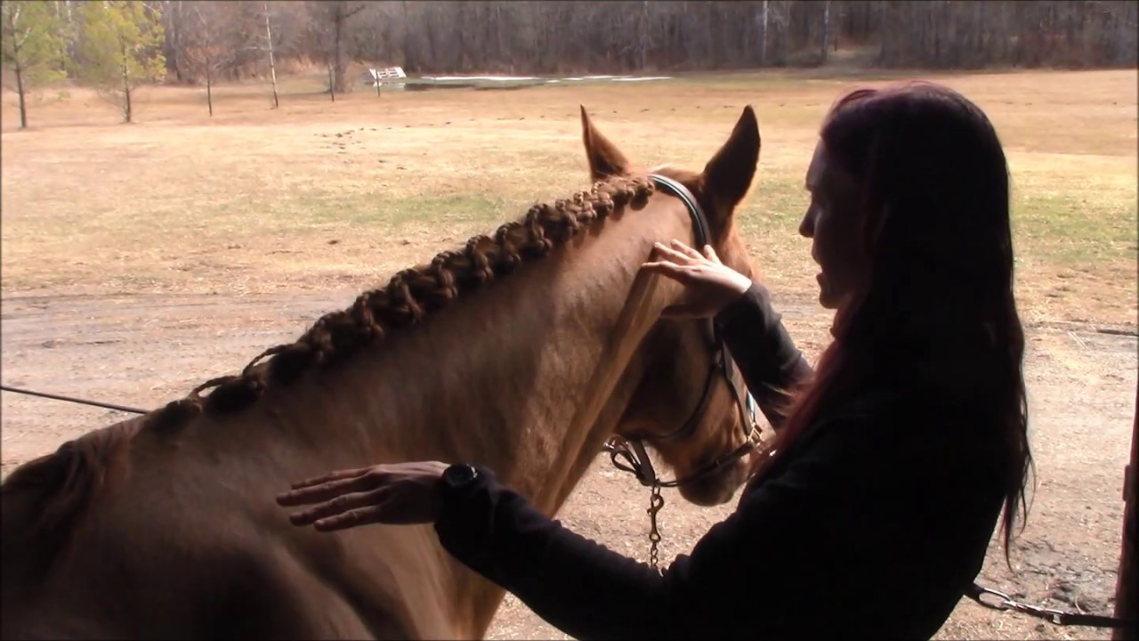 Scalloped Dressage Braids Tutorial YouTube