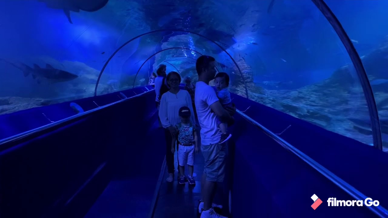 Animals In The Ocean YouTube