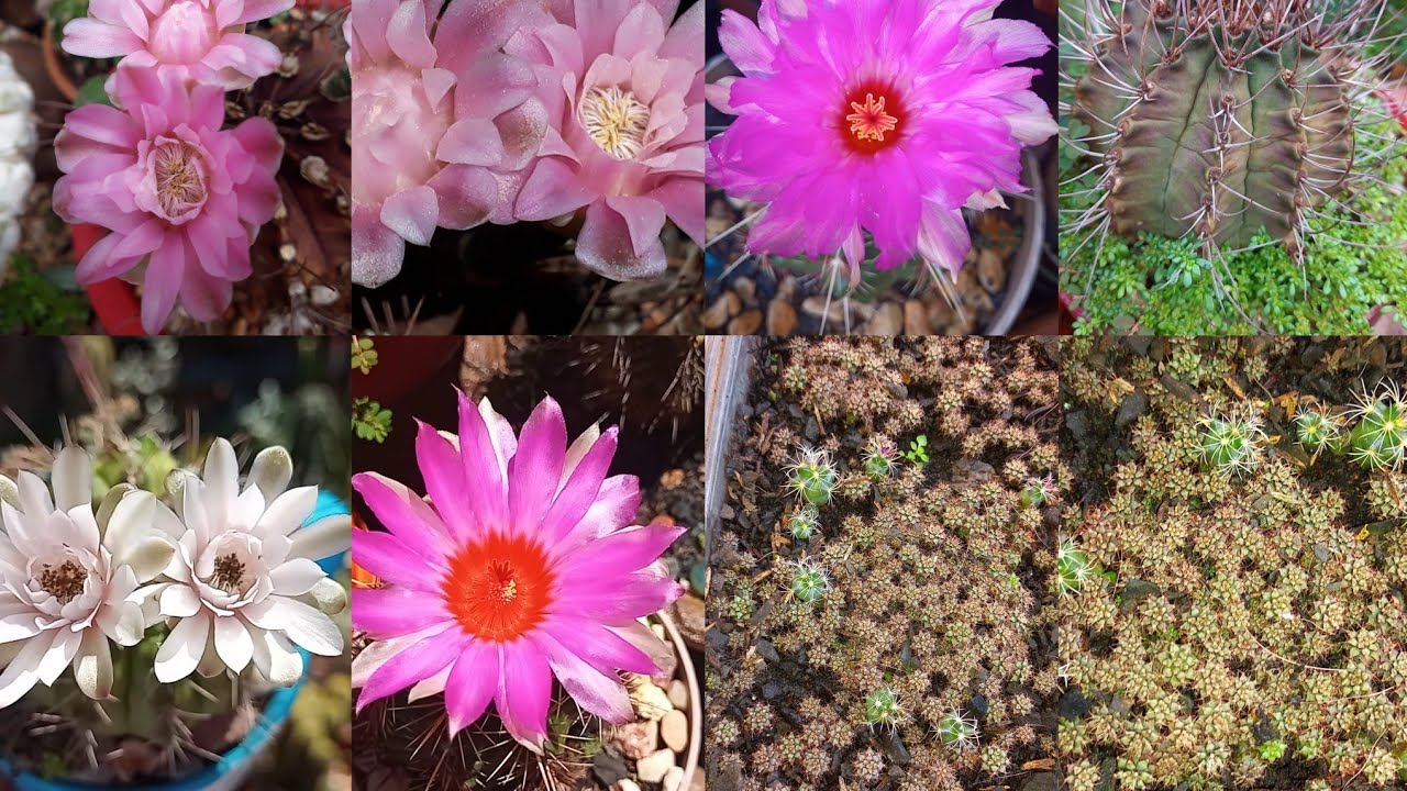 Cacto Gymnocalycium e Thelocactus: 