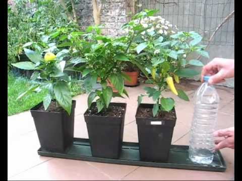 DIY self watering system for pot plants part1 (Hydroponics ...
