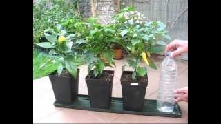 Diy, easy does it, self watering system for pot plants. this
irrigation method requires no dripping tubes, sprinklers or what so
ever. chilli peppers starrin...