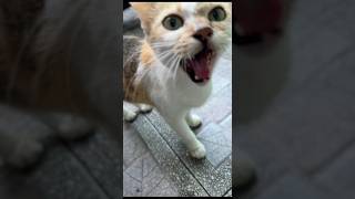 初めて猫に文句を言われた赤ちゃん、どうしていいか分からず固まってしまう○○○#cat #cats #baby