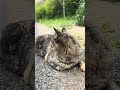 イカ耳シャキーンでまったり中のかわいいサビ猫ちゃん😸🐈#shorts