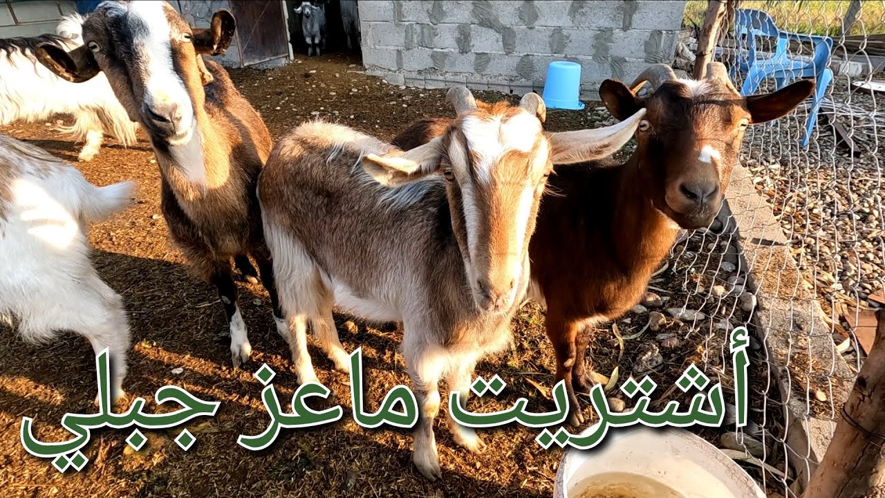 (121)شراء معزات جبلية ، بعت التيس عنتر ، تلقيح الكتاكيت  تحضير المكان لقفص جديد