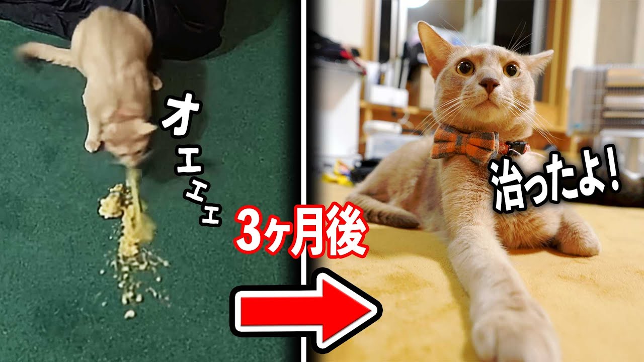 危険な吐き戻し。完治方法が見つかりました！