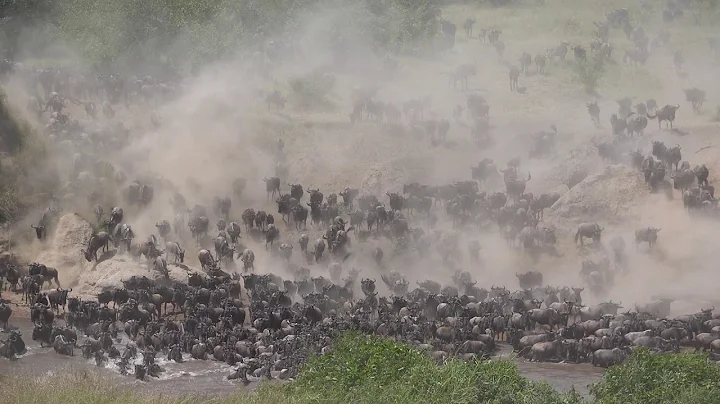 [坦尚尼亚] 动物大迁徙之牛羚大渡河 a LARGE herd of wildebeests crossing Mara River - 天天要闻