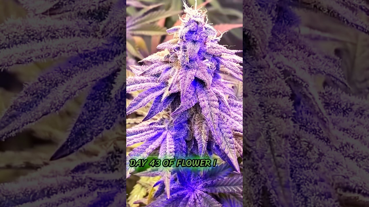 Is UVB😱🌀 good for your ladies?🌱🪴-cannabis 