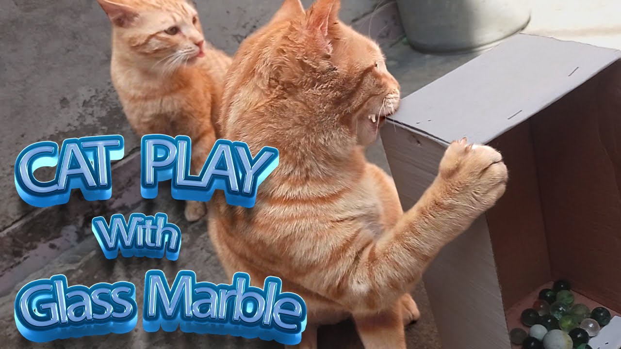 Cute kitten play with Glass Marble || Cat playing vlog || catsvlog