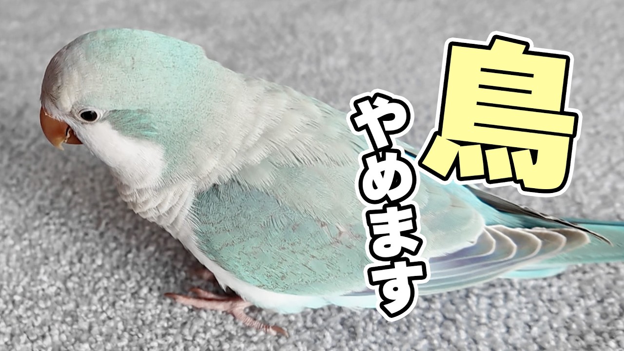 生きるのがうますぎる鳥【オキナインコ】