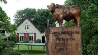 Limousin fokkerij Einde Gooi