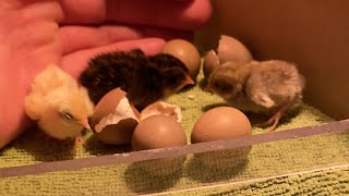 New year, new life: LIVE HATCHING
