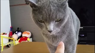 秘孔を突いてもまったく効かない聖帝サウザー猫