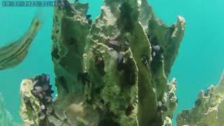Barracuda Lake Coron Palawan Free Diving 