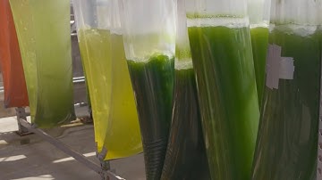 Is Algae Our Last Chance To Fuel The World?