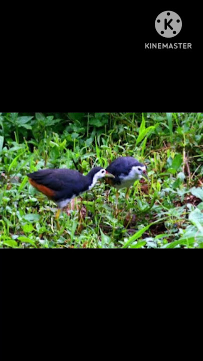 Jenis jenis burung sawah