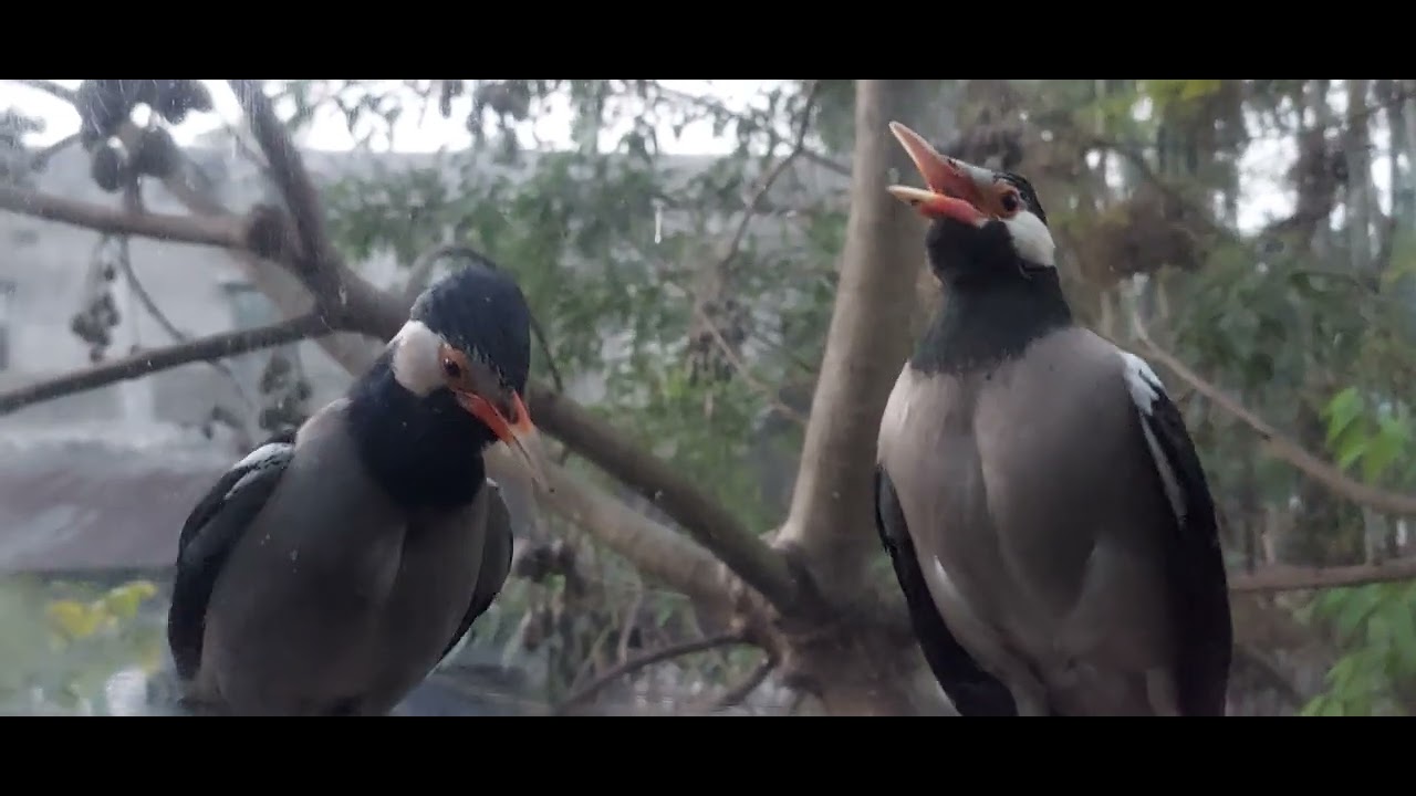  Two Asian Pied Starlings (also known as Pied Mynas) perched near a glass window