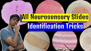 All Neurosensory System Slides - Nerve, Cerebrum, Cerebellum, Cochlea, Cornea & Retina (Histology)