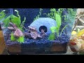Start up shrimp tank (5gallons)