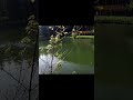 caught a Sturgeon in a small carp lake! Stör gefangen #fishing #angeln #angelnshorts