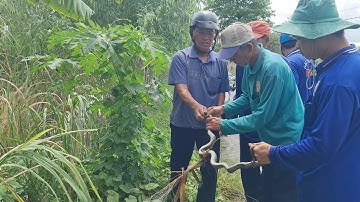 Giăng Lưới Không Dính Cá Về Thăm Lưới Rắn Bợ Em Hàng Khủng Đen Xì.Góc Làng Quê #698